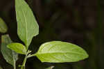 West Indian nightshade